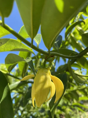 YLANG YLANG VOP EO